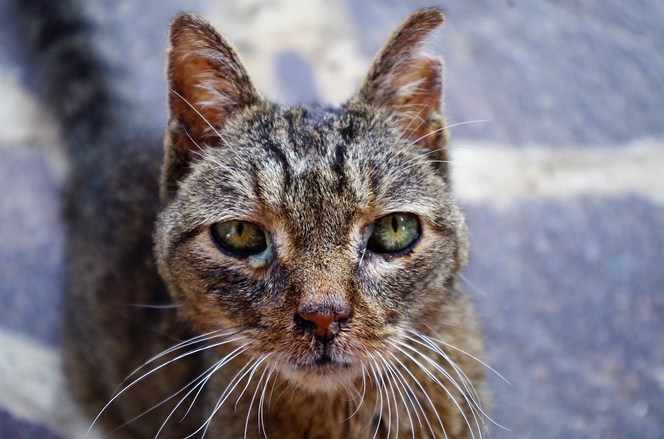 Cat 3273776 960 720