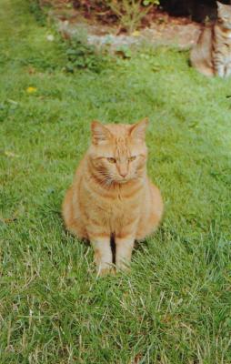 Chat roux
