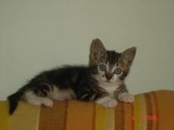 chaton-2-mois.jpg