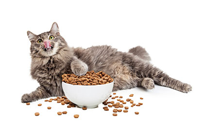 Croquette chat