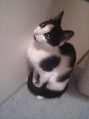 Eloi