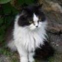 Feline 1 1 1