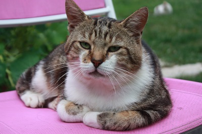 Grosminet 2