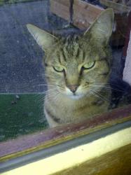 GUS
