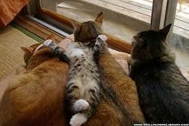 Images 13