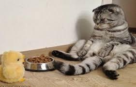 Images 3 1