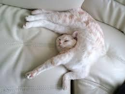 Images 8