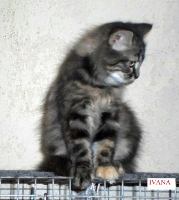 Ivana 1 copie