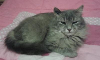 Lizea