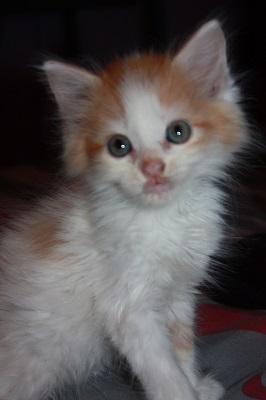 Louxy1