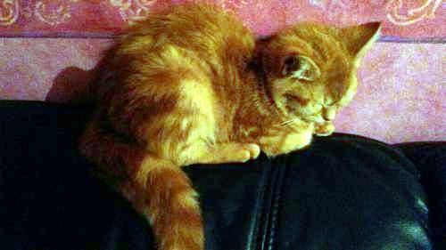 Luca