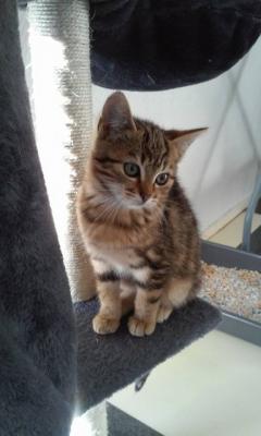 Lyxie 2