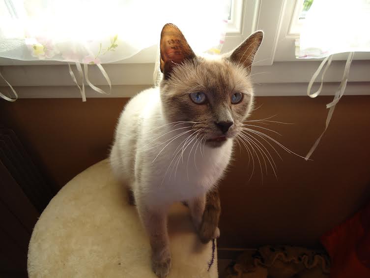 Mateo