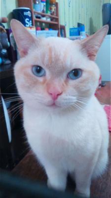 Mes chats 3