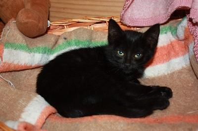 Myrtille 2