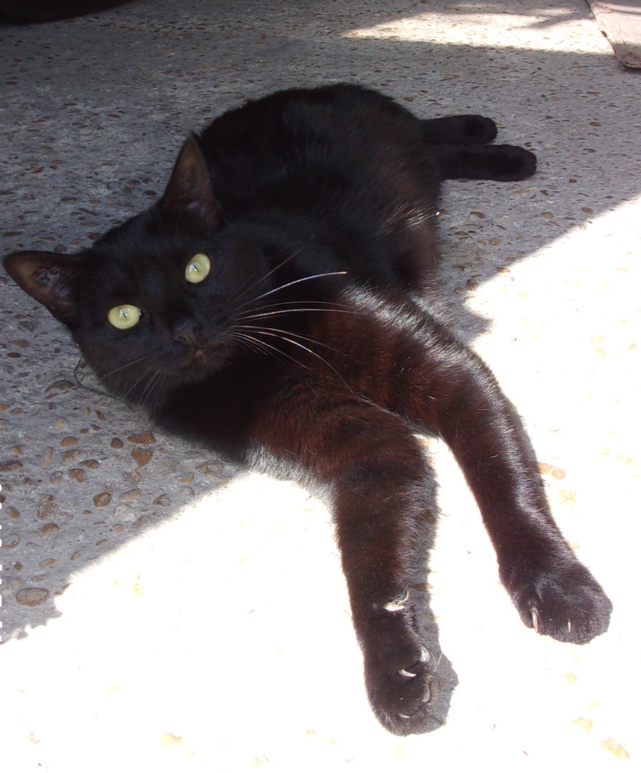 Myrtille 7