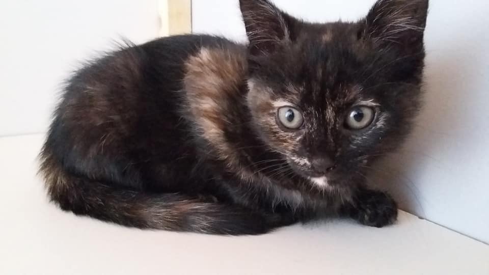 Olympe