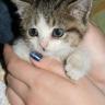 Peluche 2012