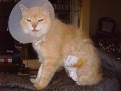 Ramses mr fauquet 1